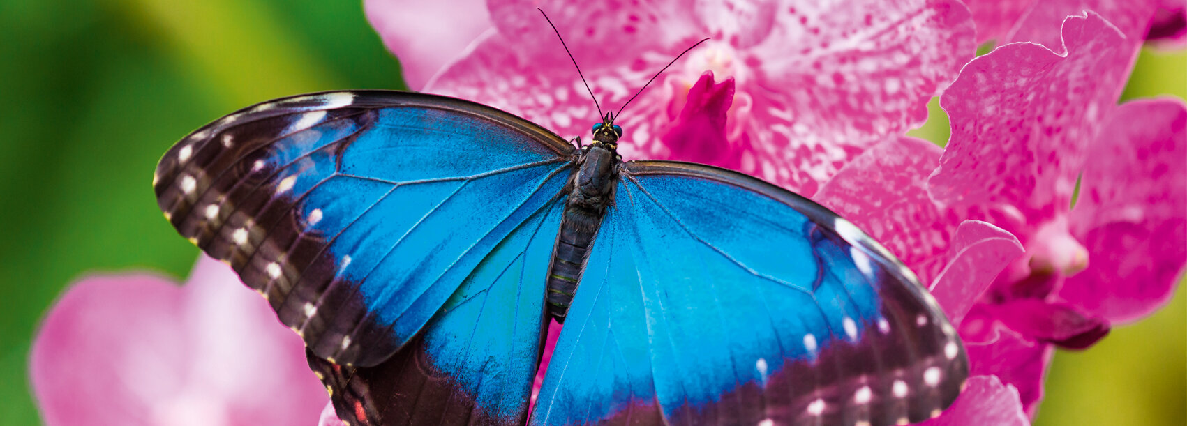 Réduction - Pro Magnetic Blanc mat, dos noir 1g/m² 620 mm x 20 m 600 µ PromoMag